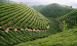 鹤峰县新闻爆料,聚焦民生热点，揭示社会现象  第2张