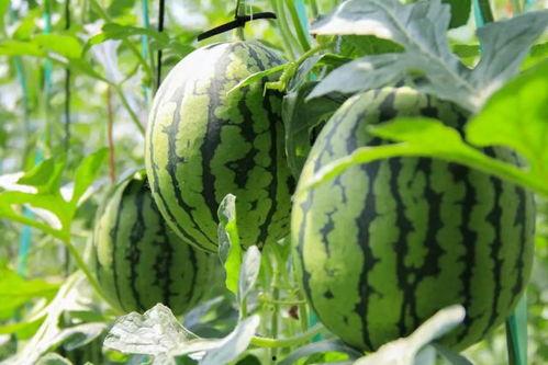 网红吃瓜群众免费吃瓜视频,揭秘热门视频幕后故事  第2张