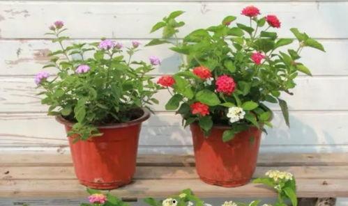 北京王哥爆料视频最新,揭秘事件背后惊人真相！”  第2张