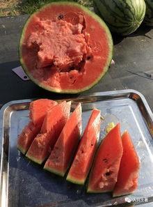 微山吃瓜网红,揭秘网络红人的幕后生活  第2张