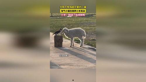 小羊爆料视频在线观看全集  第3张