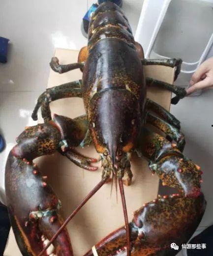 骚年龙虾爆料视频播放在线观看,视频内容抢先看，在线观看不容错过！  第2张